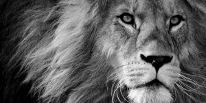 Read more about the article The Black Lion